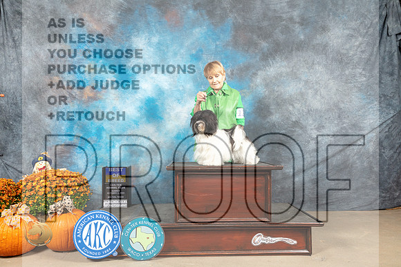 Havanese #12 Sun BOBBOW Judge Shelley Hennessey_MJ_6372_Belton_2022_HR3