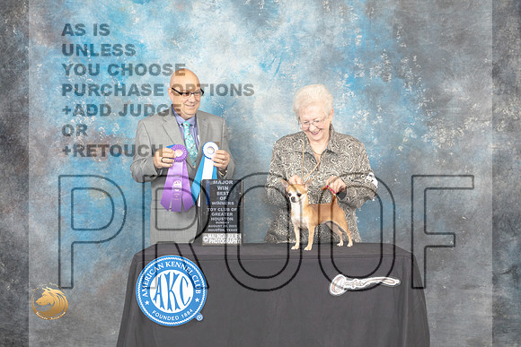 Chihuahua Smooth Coat #24 Sun BOWM Judge Bradley Jenkins_MJ_0377_HstnTOY_2022_HR3