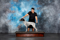 German Shorthaired Pointer Sat Fun