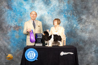 Cavalier King Charles Spaniel #10 Sat WB Judge Tim Robbins