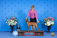 Vizsla #14 WED WB Judge Ann Yuhasz r