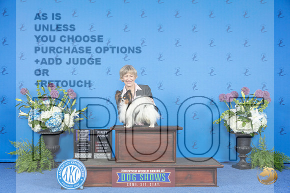 Papillon #15 THUR WD BOW BOB OHBOB M Judge Sandra Lex__JP_8130_Houston_2024_HR3
