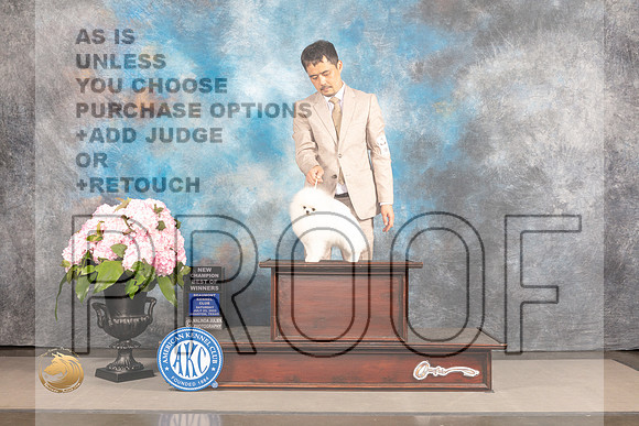 Pomeranian #7 Sat BOW Judge Linda Hurlebaus_MJ_7042_Houston_2022_HR3