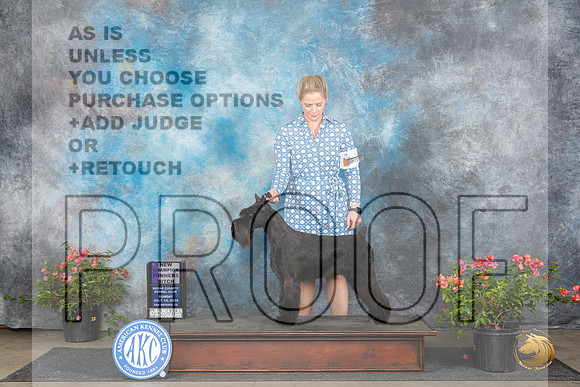 Standard Schnauzer #8 Sun WBCH Judge Karen McFarlane __JP_6148_San Antonio_2024_HR3