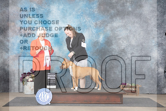 American Staffordshire Terrier #8 Sat G4 Judge Gloria Kerr__JP_7321_Belton_2024_HR3
