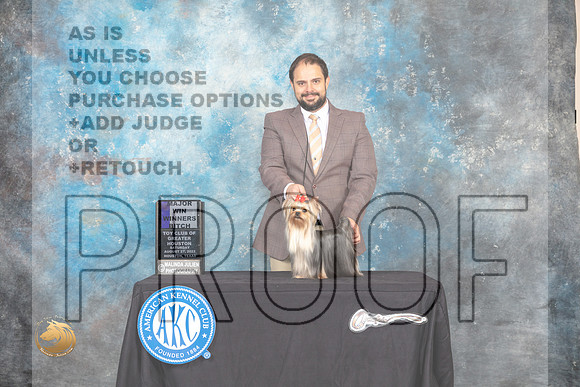 Yorkshire Terrier #28 Sat WBM Judge Brad Jenkins_MJ_0052_HstnTOY_2022_HR3