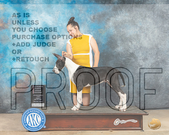 Great Dane #25 Fri PBOBG2 Judge Thomson Stanfield-MMJ_2939-Addison2022-HR3