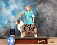 Australian Shepherd #27 Sun G1 Judge Joan Liebes