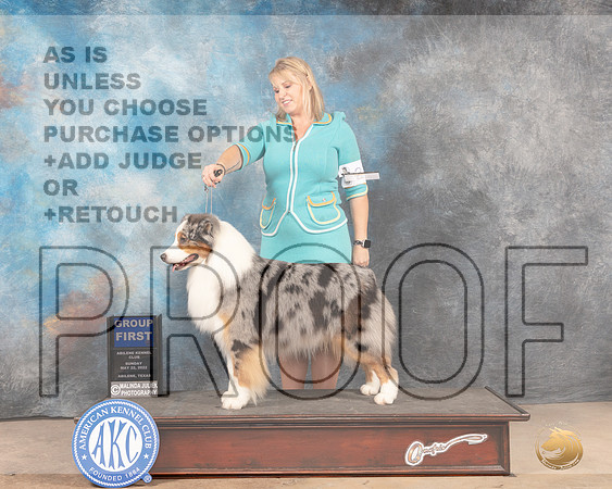 Australian Shepherd #27 Sun G1 Judge Joan Liebes-MMJ_5173-Abilene2022-HR3