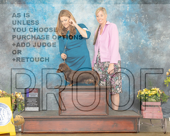 Dachshund Longhaired #8 Sat WBBOS Judge Deirde Petrie-MMJ_0526-NWARK2022-HR3