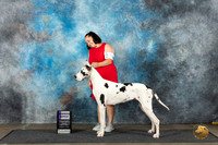 Great Dane #10 Sun WBBOW Judge David Bolus