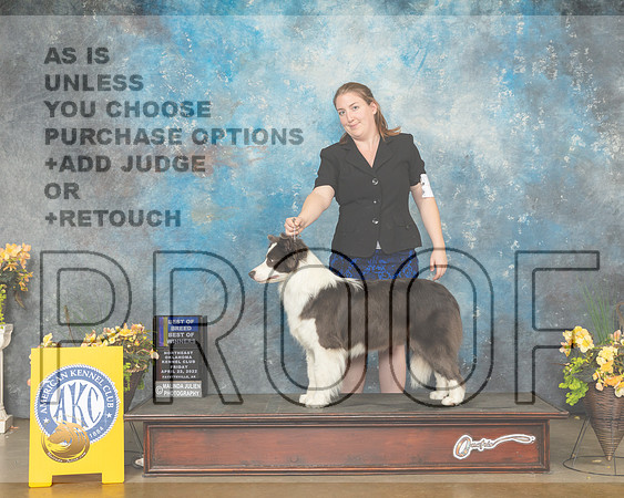 Border Collie #? Fri WBBOWBOB Judge Cathy Daugherty-MMJ_9647-NWARK2022-HR3