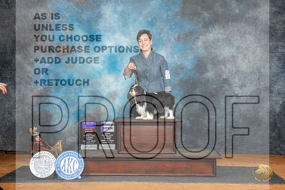 Cavalier King Charles Spaniel #14 Fri BOBOHBOBWB Judge Tim Robbins r__JP_7607_MARSHALL_2024_HR3