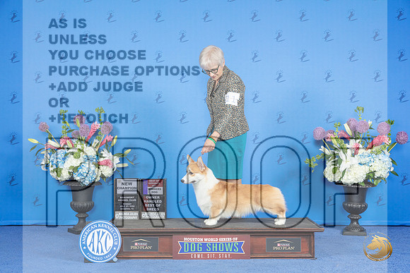 Pembroke Welsh Corgi #11 SUN WD BOS BOBOH NC Judge James Moses__JP_0519_Houston_2024_HR3