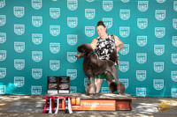 Poodle Standard #327 Sat TD RACHE RUSH Sun RCh RCh CH