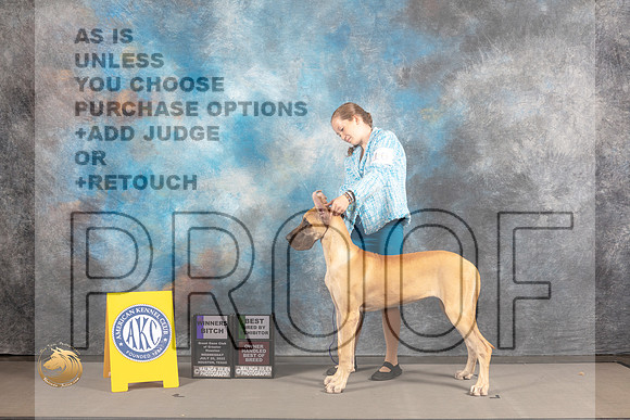 Great Dane #10 WED BBB OHBOB WB Major Judge Garry Newton_MJ_2165_Houston_2022_HR3