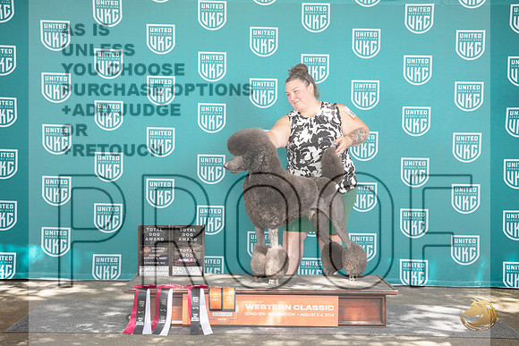 Poodle Standard #327 Sat TD RACHE RUSH Sun RCh RCh CH__JP_1813_Longview WA_2024_HR3
