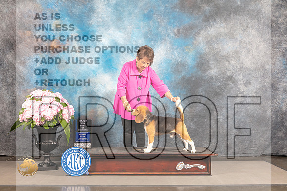 Beagle 15 #5 SAT WD BOW Major Judge Polly Smith_MJ_6500_Houston_2022_HR3