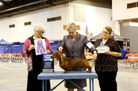Dachshund Smooth #23 Thurs WD Maj Cox Pat & Karen Murray & Marina Renne Lara DVM Judge D Graham