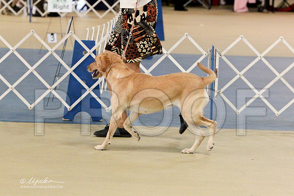 GunDogGrpFri-6862LR