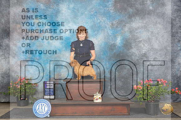 Norfolk Terrier #16 Sat WB Judge Cathy Morgan__JP_6010_San Antonio_2024_HR3