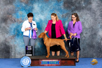 Vizsla #21 WED WD NC BBB Judge Ann Yuhasz