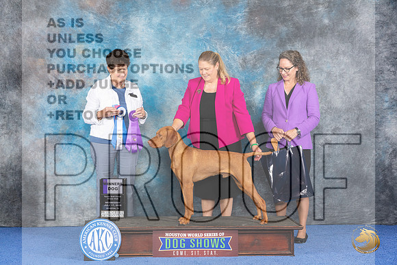 Vizsla #21 WED WD NC BBB Judge Ann Yuhasz__JP_7088_Houston_2024_HR3