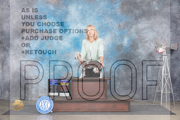 Chinese Crested #5 Thur WDBOWBOBBOS Judge Jon Cole__JP_5708_Amarillo_2024_HR3