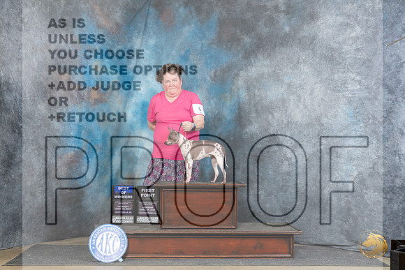 American Hairless Terrier #6 Thur BOW Judge Linda Hurlebaus__JP_3528_Fayetteville2024_HR3