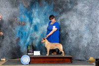 Australian Cattle Dog #12 Thur OHG2 Judge Carolyn Herbel