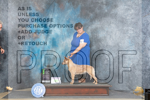 Australian Cattle Dog #12 Thur OHG2 Judge Carolyn Herbel__JP_3605_Fayetteville2024_HR3