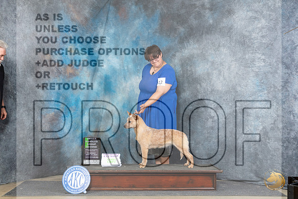 Australian Cattle Dog #12 Thur OHG2 Judge Carolyn Herbel__JP_3609_Fayetteville2024_HR3