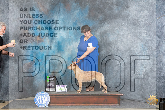 Australian Cattle Dog #12 Thur OHG2 Judge Carolyn Herbel__JP_3607_Fayetteville2024_HR3