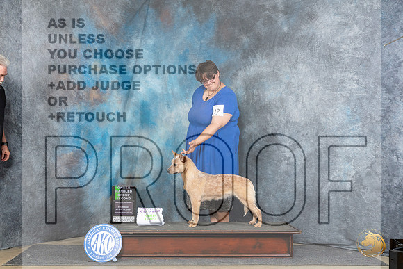 Australian Cattle Dog #12 Thur OHG2 Judge Carolyn Herbel__JP_3608_Fayetteville2024_HR3