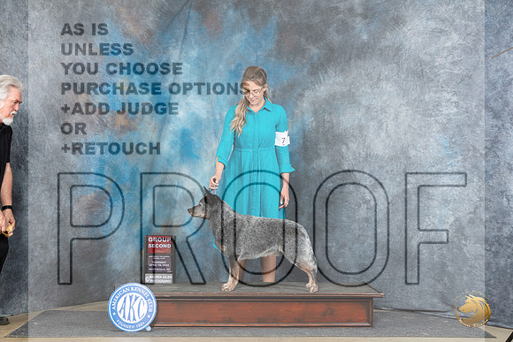 Australian Cattle Dog #7 Thur G2 Judge Elizabeth Muthard__JP_3702_Fayetteville2024_HR3