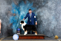 Australian Shepherd #21 Thur G1 Judge Elizabeth Muthard