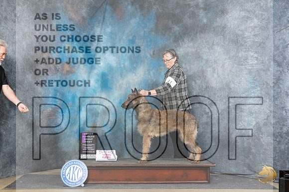 Belgian Laekenois #11 Thur OHG1 Judge Carolyn Herbel__JP_3599_Fayetteville2024_HR3