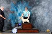 Cairn Terrier #10 Thur BOWM Judge Linda Hurlebaus