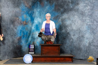 Cairn Terrier #5 Thur WD Judge Linda Hurlebaus