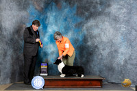 Cardigan Welsh Corgi #26 Thur BOB Judge Charles Olvis