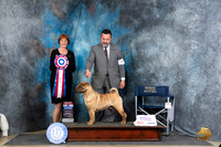 Chinese Shar Pei #5 Thur BIS Judge Linda Hurlebaus