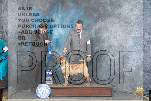 Chinese Shar Pei #7 Thur G1 Judge Charles Olvis__JP_3525_Fayetteville2024_HR3