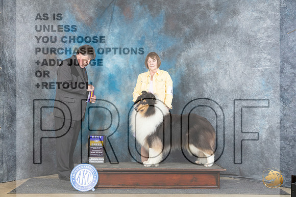 Collie Rough #19 Thur BOVCH Judge Charles Olvis__JP_3445_Fayetteville2024_HR3
