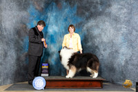 Collie Rough #19 Thur BOVCH Judge Charles Olvis