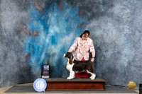 English Springer Spaniel #12 Thur WBM Judge Carolyn Herbel r