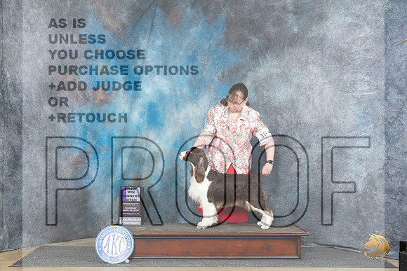 English Springer Spaniel #12 Thur WBM Judge Carolyn Herbel r__JP_3374_Fayetteville2024_HR3