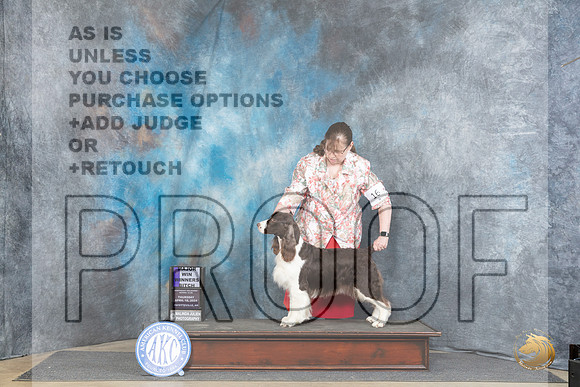English Springer Spaniel #12 Thur WBM Judge Carolyn Herbel r__JP_3373_Fayetteville2024_HR3