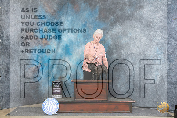 French Bulldog #20 Thurs OHG3 Judge Carolyn Herbel__JP_3468_Fayetteville2024_HR3