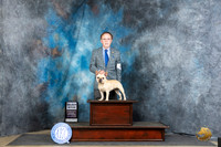 French Bulldog #34 Thur SB Judge Elizabeth Muthard