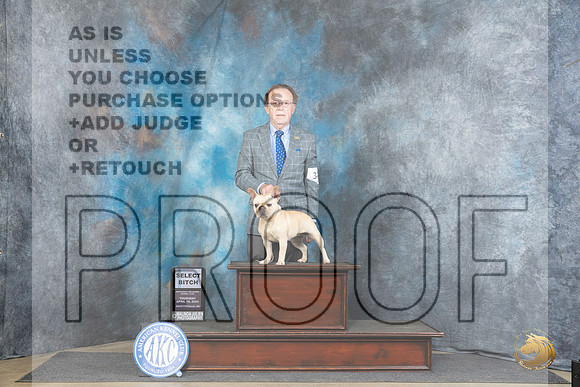 French Bulldog #34 Thur SB Judge Elizabeth Muthard__JP_3238_Fayetteville2024_HR3